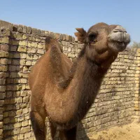 شتر فروشی