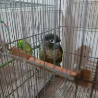 گرینچیک|پرنده|کردکوی, |دیوار