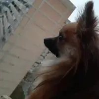 گمشده