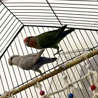 طوطی|پرنده|ارومیه, |دیوار