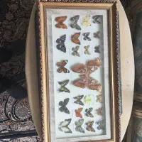 تابلو پروانه ۲۵ عددی