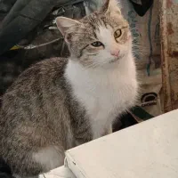 واگذاری بچه گربه|گربه|ابهر, |دیوار