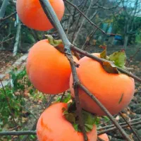 نهال های خاص گلدانی