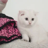 گربه