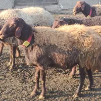 قوچ وبره‌قوچ همو. میش وشیشک همو وهترو|حیوانات مزرعه|کهریزک, |دیوار