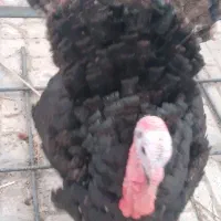 بوقلمون برنز و بوربون