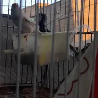 پرنده فنج|پرنده|تهران, ایران|دیوار