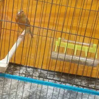 قناری نر اوپال به شرط