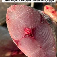 آبزیان دریایی بندر هندیجان ارسال به سراسر کشور