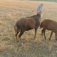 قوچ کبود