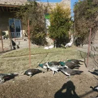 جوجه طاووس هندی و مصری|حیوانات مزرعه|محمدبار, |دیوار