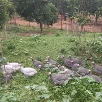 مرغ شاخدار|حیوانات مزرعه|قائم‌شهر, |دیوار