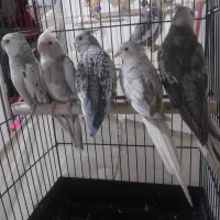 عروس هلندی آلبینوخالص ایزابلا لوتینوگلباقالی سخنگو|پرنده|شهریار, شهرک بهاران (ویره)|دیوار