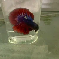 فایتر خاص پلاکت سامورایی و هافمون و..مخصوص تکثیر|ماهی|مشهد, کوی راد|دیوار