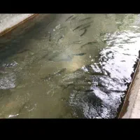 فروش پرورش ماهی