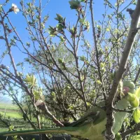 طوطی ملنگو