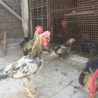 خروس مرغ|پرنده|تهران, افسریه جنوبی|دیوار