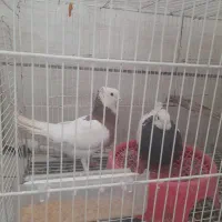 کبوتر تخم گذار طوقی