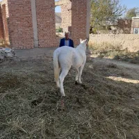 مادیان شش ساله سرحال مست