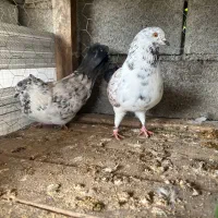 کبوتر پرشی درجه یک|پرنده|بابل, |دیوار