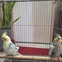 عروس هلندی بالغ و تخم گذار