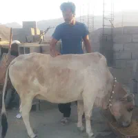 گاوماده فروشی مخصوص نگهداشتن|حیوانات مزرعه|جاسک, |دیوار