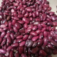 لوبیا قرمز بومی|خوردنی و آشامیدنی|فولادشهر, C4|دیوار