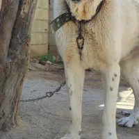 آلابای اصیل از بهترین خط خونی