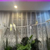عروس هلندی|پرنده|اصفهان, جی شیر|دیوار