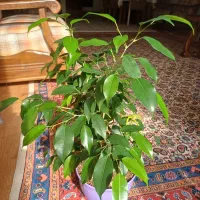 یکعدد گیاه بنجامین و یکعد زاموفیلیا|گل و گیاه طبیعی|تهران, کوی بیمه|دیوار