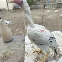 جوجه مرغ لاری