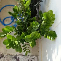 گل زیبا قشنگ به علت جانبودن به فروش میرود|گل و گیاه طبیعی|سنندج, |دیوار