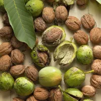 محصول سال دیگه ات رو چند برابر کن