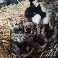 غاز و جوجه بوقلمون محلی با مادر