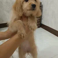 واگذاری سگ|سگ|صدرا-فارس, فاز ۲|دیوار