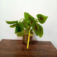 حراج|حراج|یاسوج, |دیوار