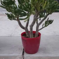 زیبایی،شادابی و طراوت را با خود به خانه ببر|گل و گیاه طبیعی|شاهین‌شهر, مخابرات (شهید بهشتی)|دیوار
