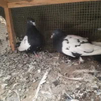 دو جفت سینه ای یک جفت پلاس|پرنده|قنوات, |دیوار