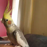 عروس هلندی سخنگو دستی