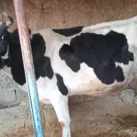 فروش گاو و گوساله