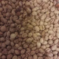 لوبیا وگندم بزری|خوردنی و آشامیدنی|اراک, |دیوار