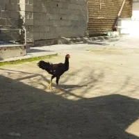 لاری اصل سلطان