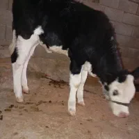 گاو|حیوانات مزرعه|بیرانوند, |دیوار