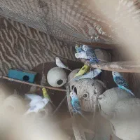مرغ عشق۳۰۰