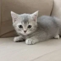 اسکاتیش سیلور|گربه|کرج, گلشهر|دیوار