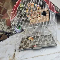 عروس هلندی|پرنده|کرخه, |دیوار