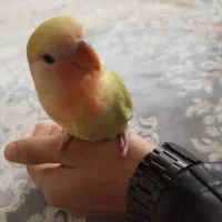 برزیلی فول اهلی