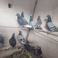 کفتر پلاکی