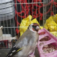سهره نر