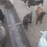 کهره کورکی|حیوانات مزرعه|فاریاب, |دیوار